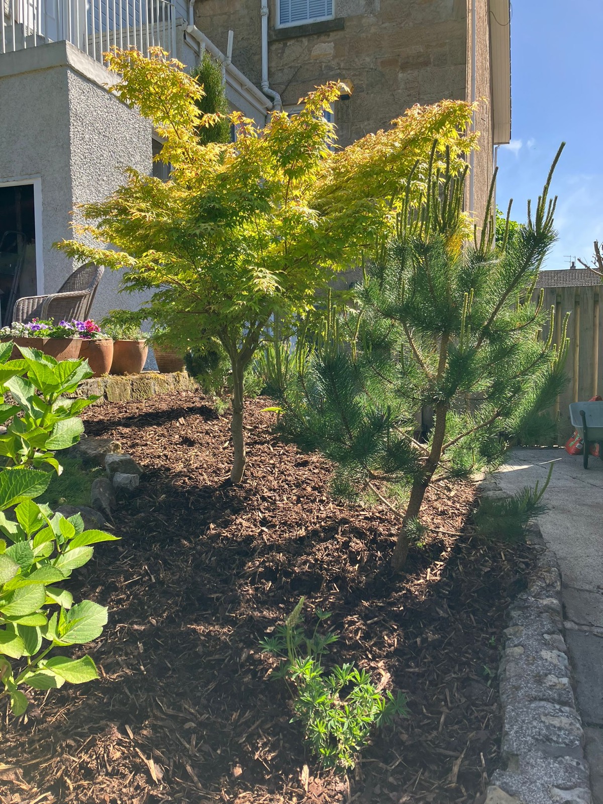 Replanted garden border